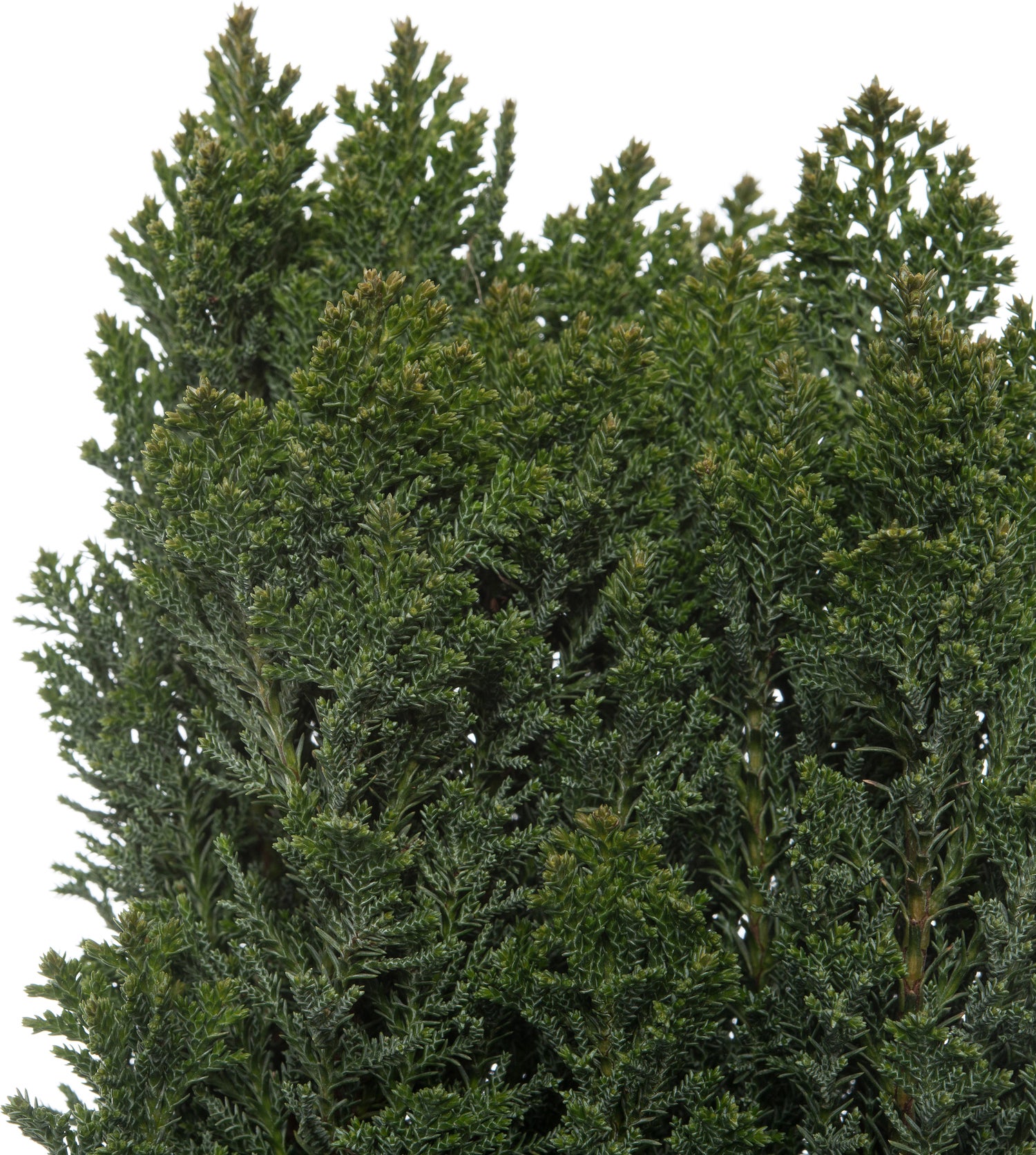 Dwergcipres (Chamaecyparis lawsoniana 'Ellwoods Pillar') D 17 H 25 cm