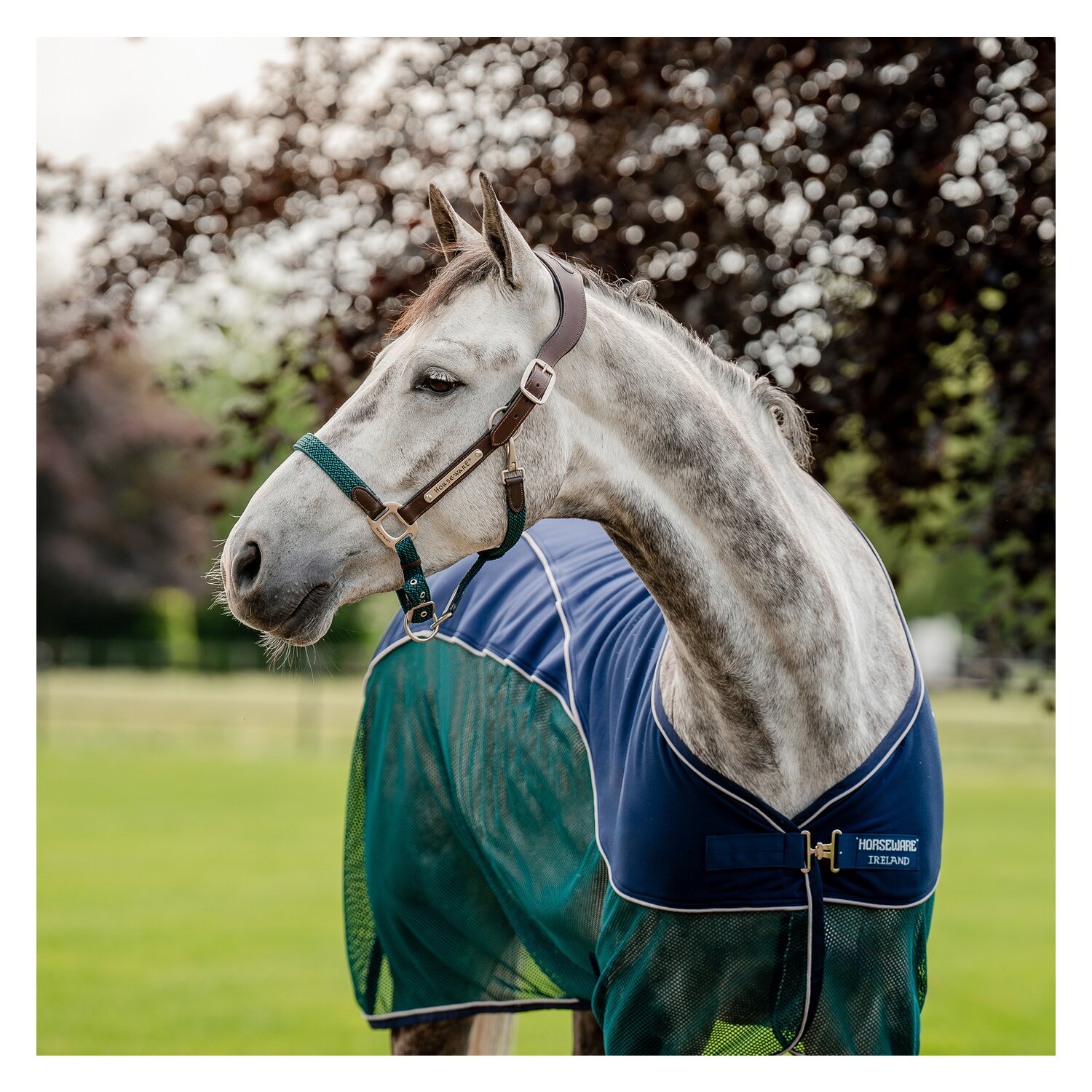 HORSEWARE Signature Halfter Braided  - brown/navy/hintergreen