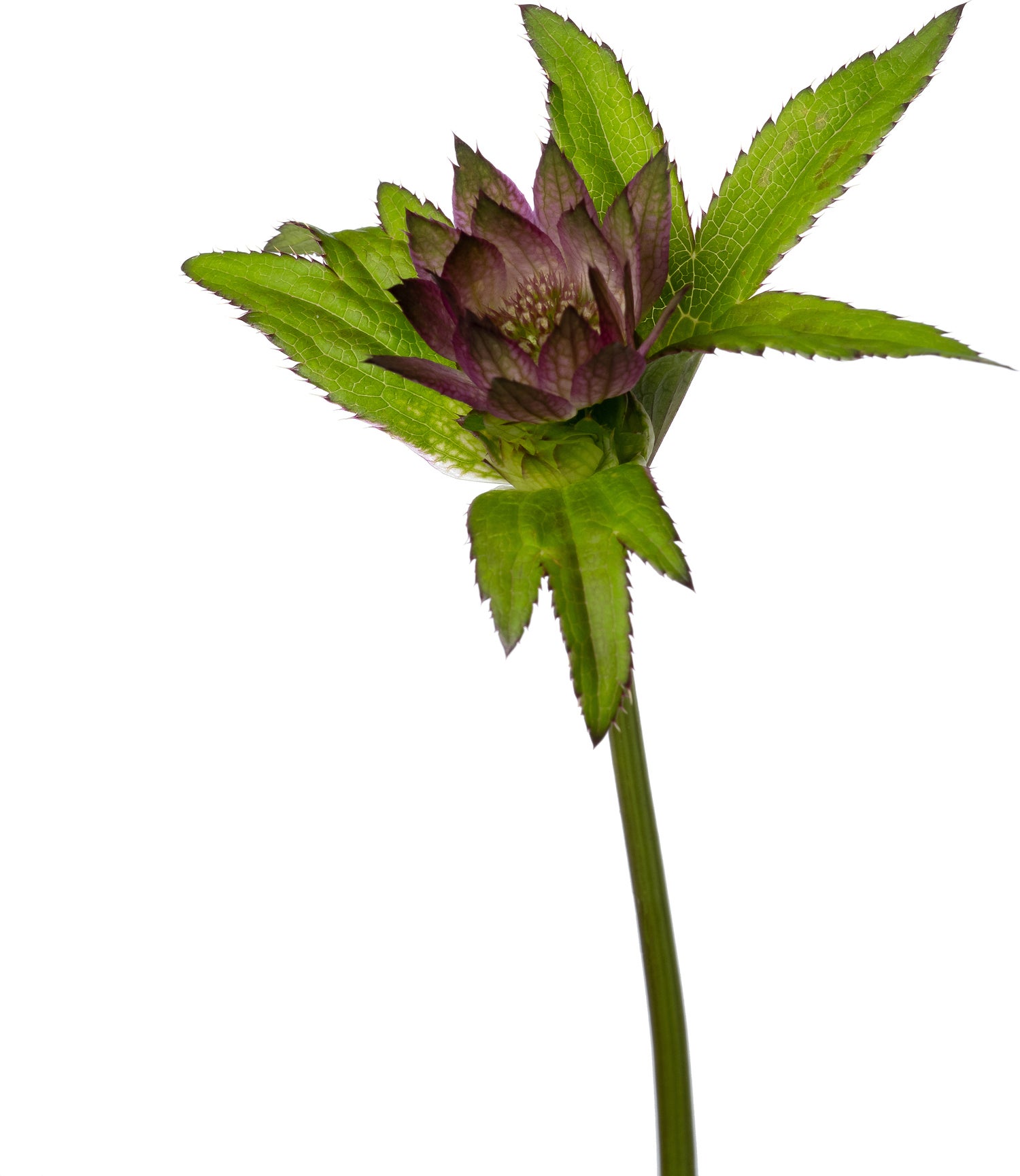 Zeeuws knoopje (Astrantia major 'Primadonna') D 11 H 60 cm