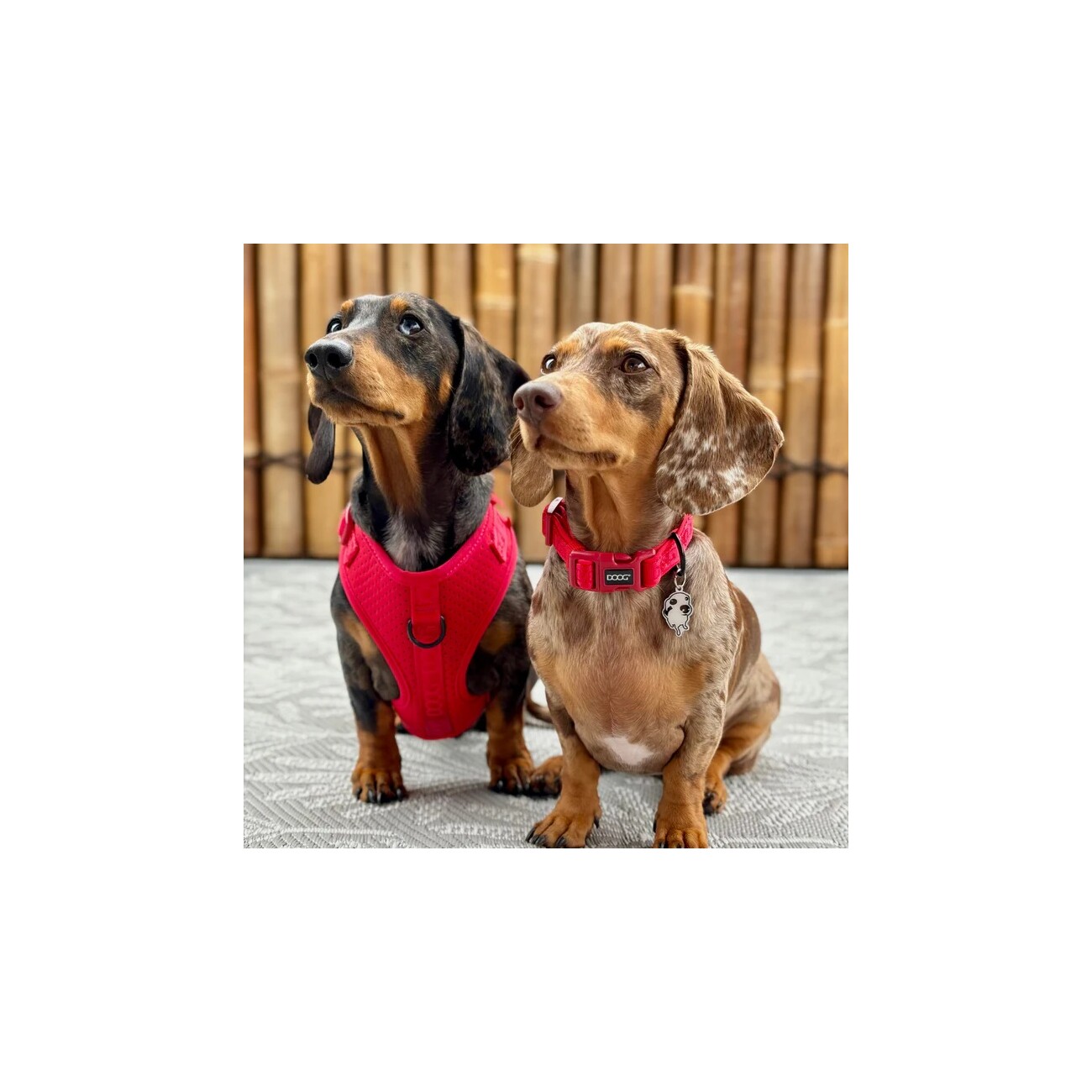 DOOG Neosport Dog Collar RED XS