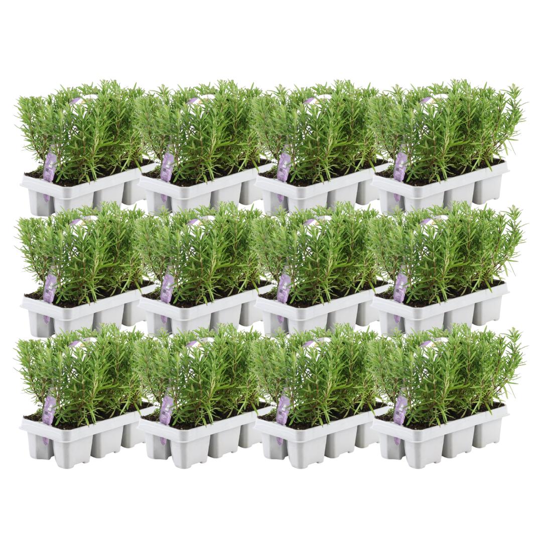 Romarin - 12 packs de 6