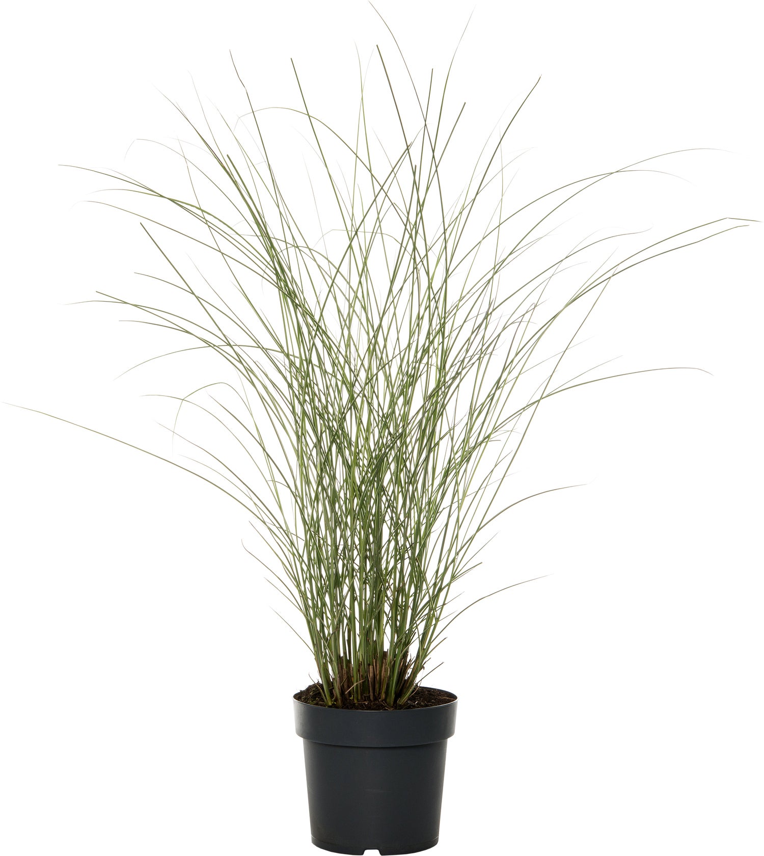 Chinees riet (Miscanthus sinensis 'Gracillimus') D 9 H 20 cm