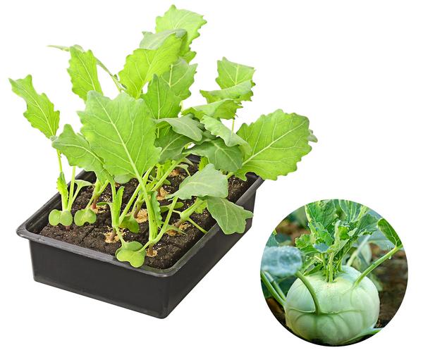 Kohlrabi, weiß, 12er Schale
