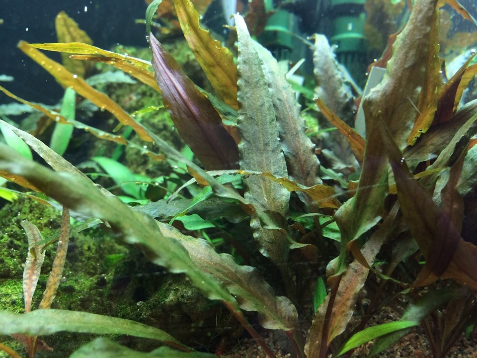 Waterplant Cryptocoryne Undulata Broad Leaf