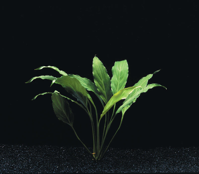 Spathiphyllum Wallisii - Extra Extra Groot