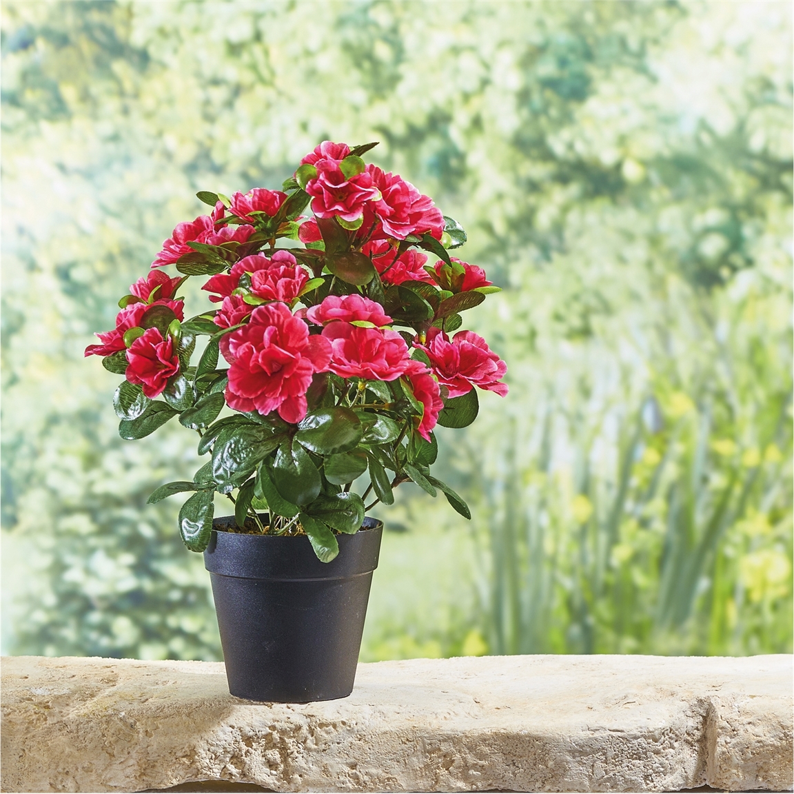 Plante azalée ou camellia
