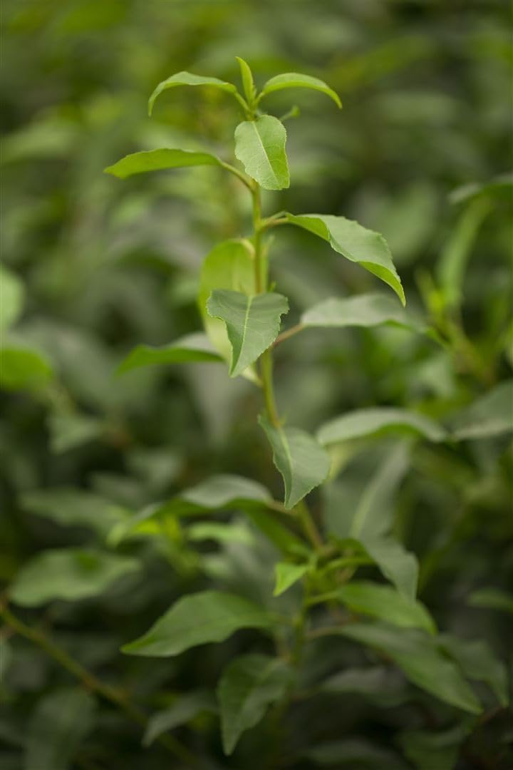 Prunus lusitanica 'Angustifolia' 125-150 cm - Portugiesischer Kirschlorbeer, immergrün, ideal als Hecke, pflegeleicht, winterhart