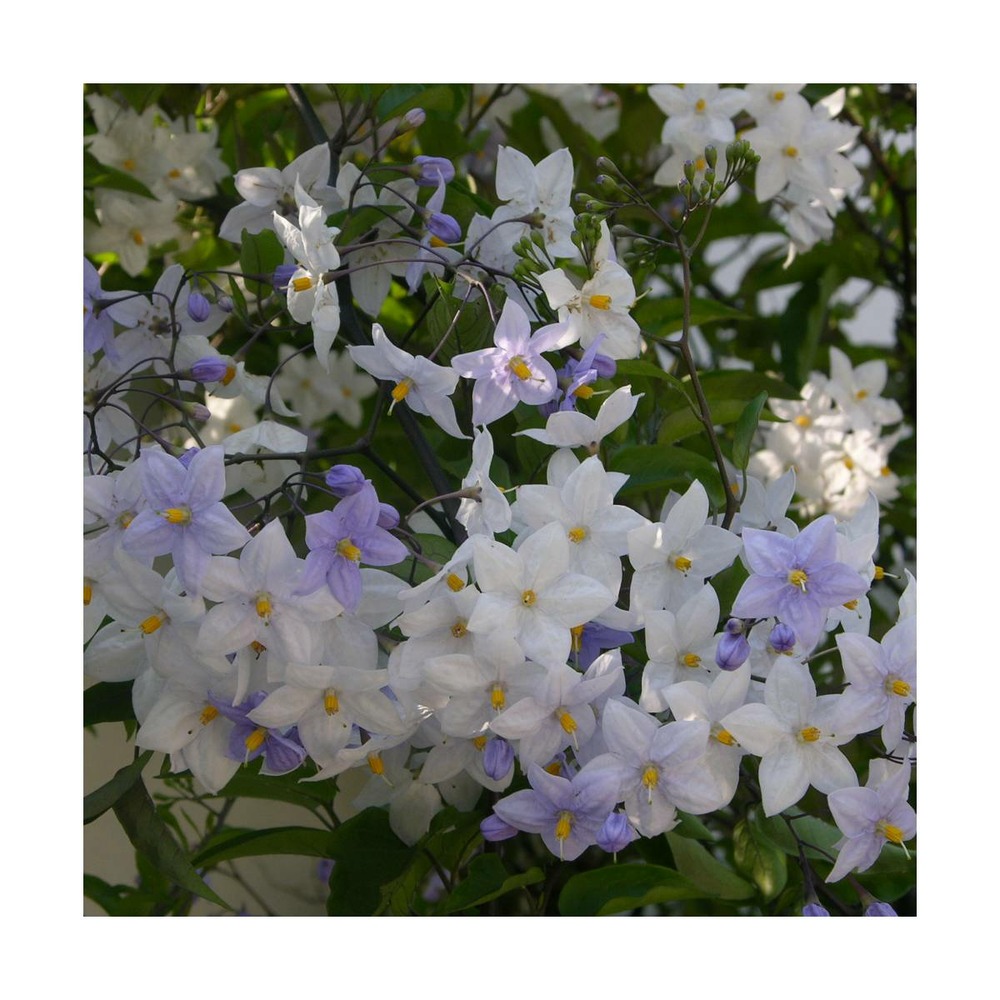 Morelle faux jasmin jasminoides/solanum jasminoïdes[-]pot de 1,5l - tuteur bambou 30/60 cm
