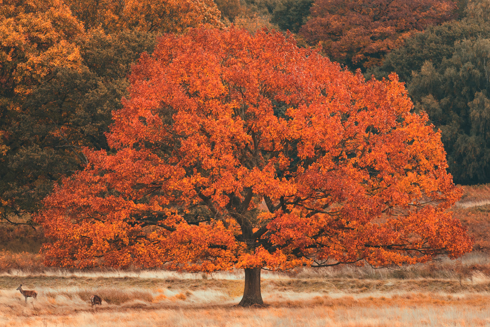 Akustikbild HERBSTBAUM 80x120cm, 7kg