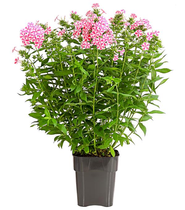 Stauden-Phlox, verschiedene Sorten