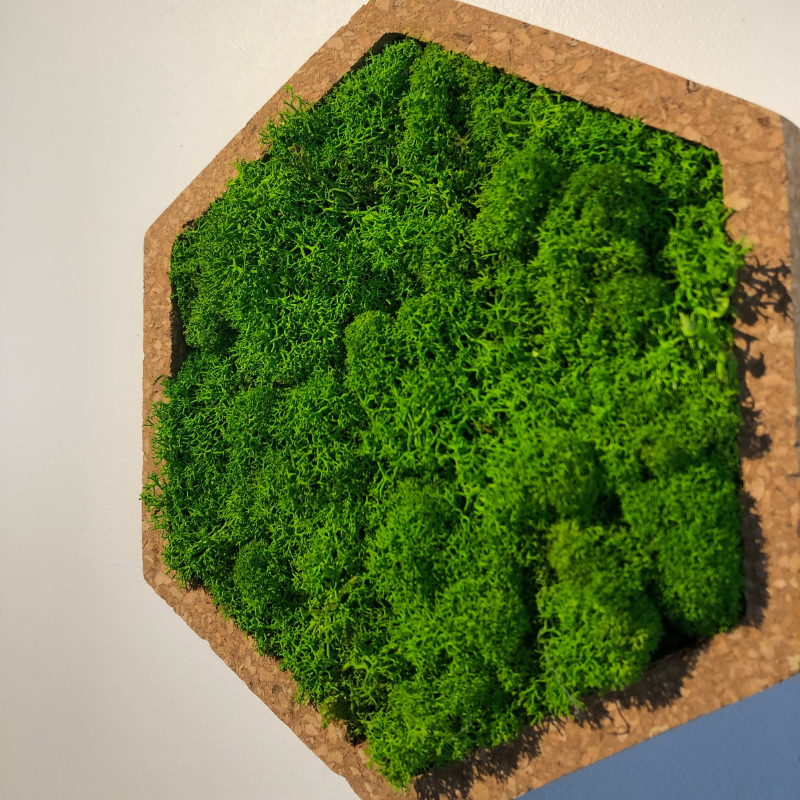 Stab lichen hexagonal vert 16 x 16 cm