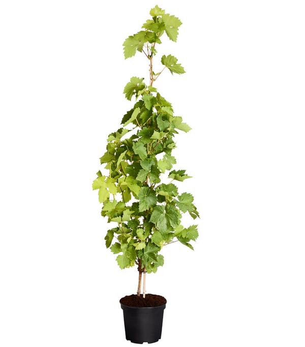 Tafeltraube 'Lakemont'