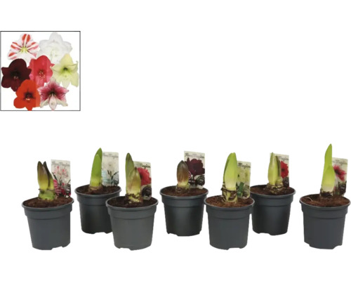 Amaryllis, Knight's Star Exclusive MIX FloraSelf Hippeastrum Ø 13 cm pot 2 bloemen