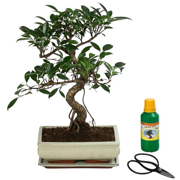 Bonsai Chinesischer Feigenbaum - Ficus retusa,