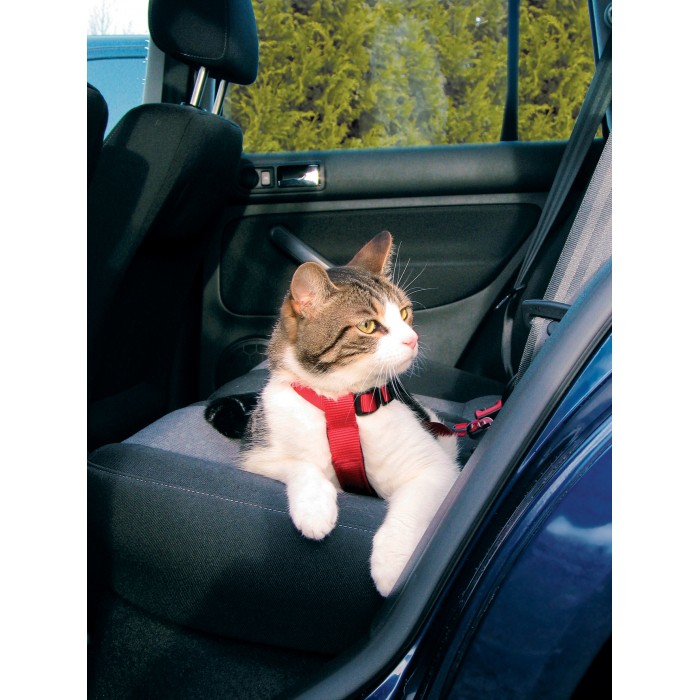 Harnais chat voiture