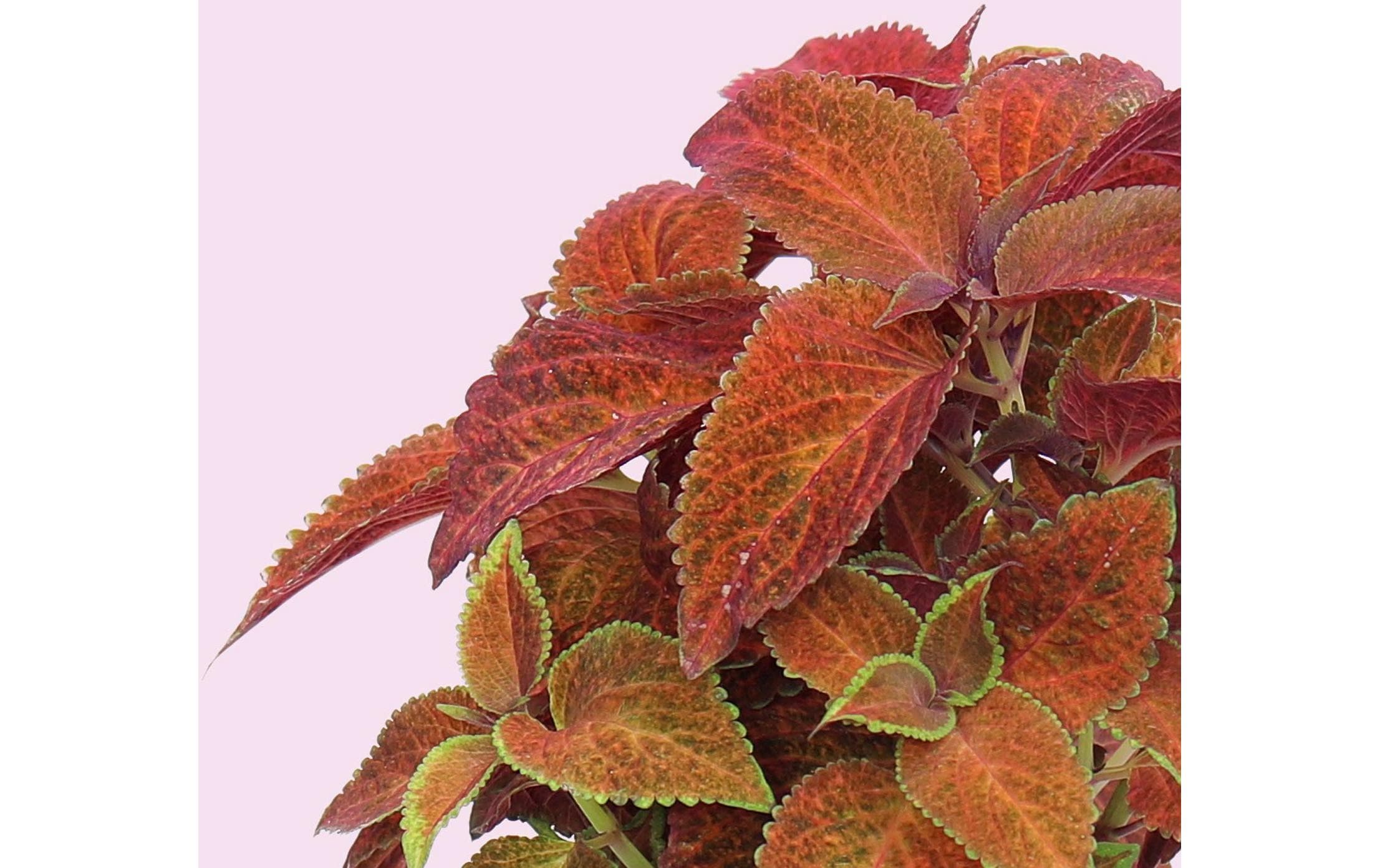 Samen ColeusBiologische Samen in Kapsel