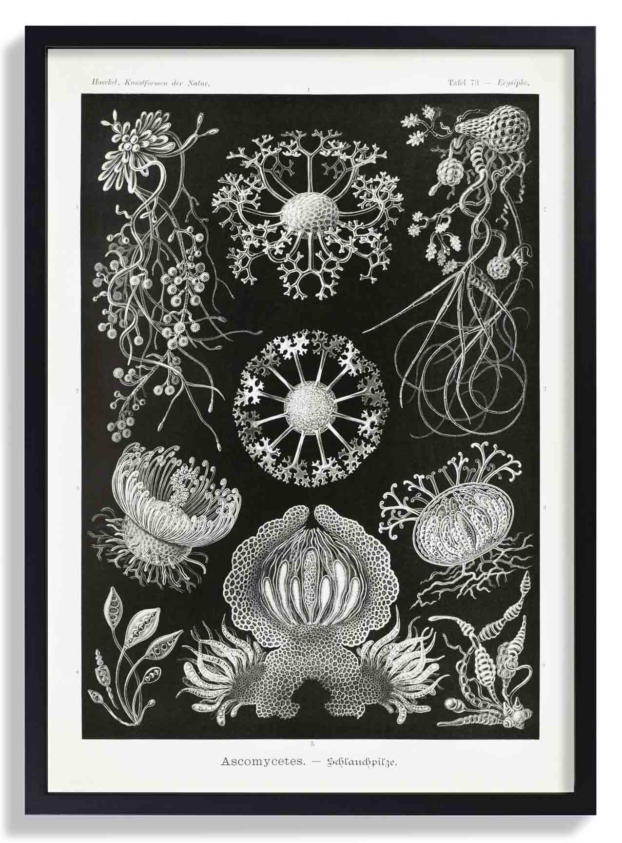 Ascomyceten von Ernst Haeckel