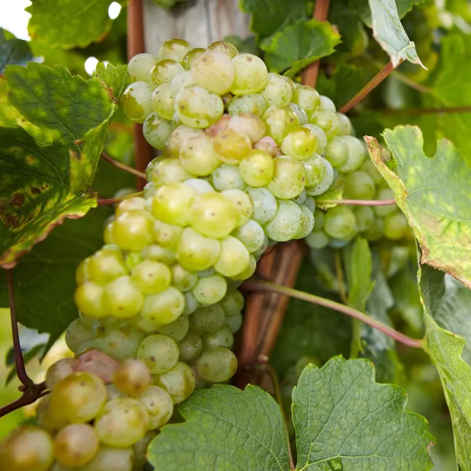 Druivenplant - Set van 3 - Vitis vinifera - Hoogte 25-40cm - ⌀9cm