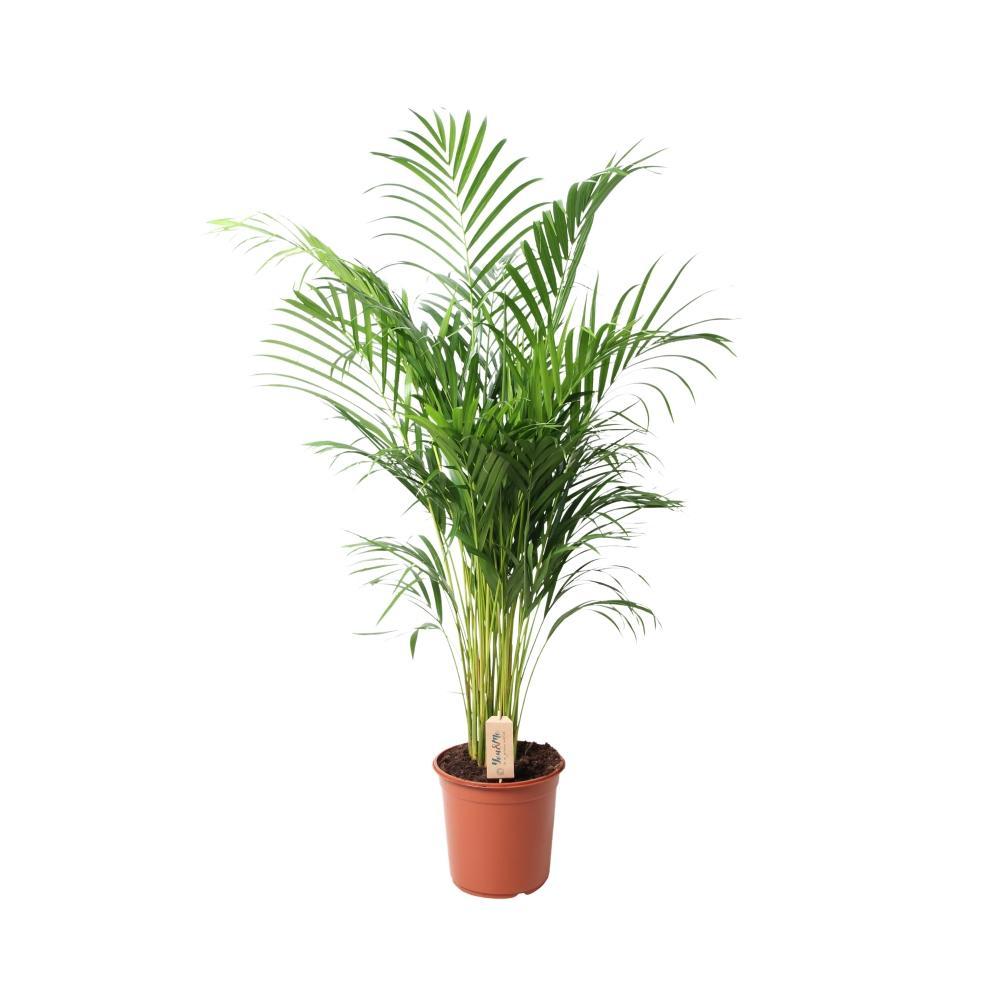 Plante d'intérieur - dypsis lutescens 110.0cm