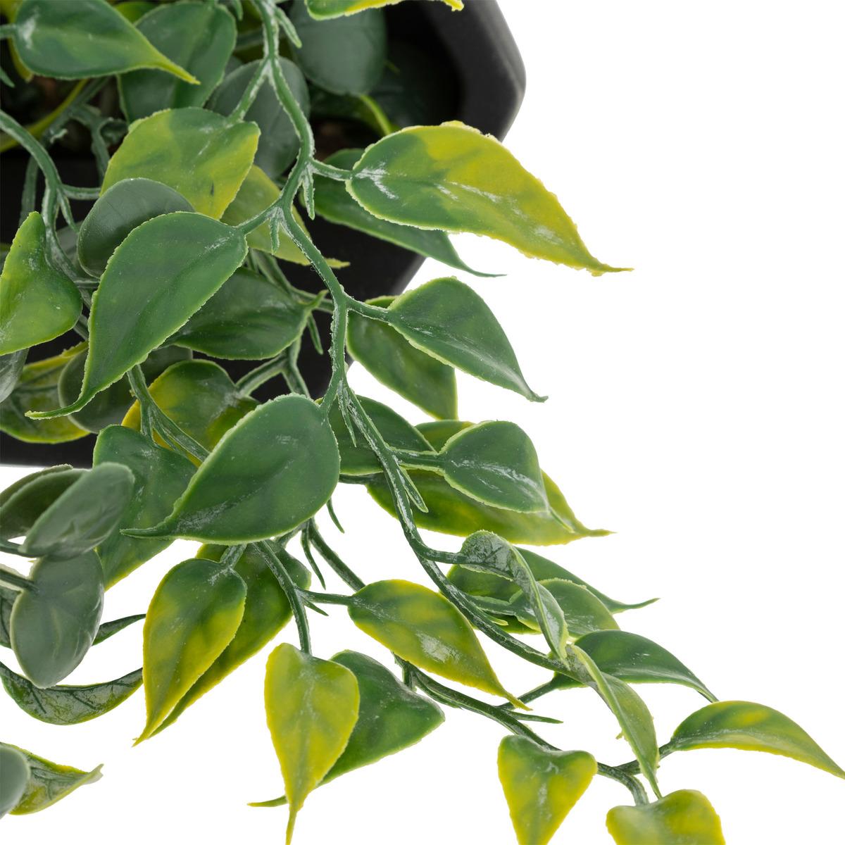 PLANTE A SUSPENDRE CIMENT AYAME NOIR H.14CM