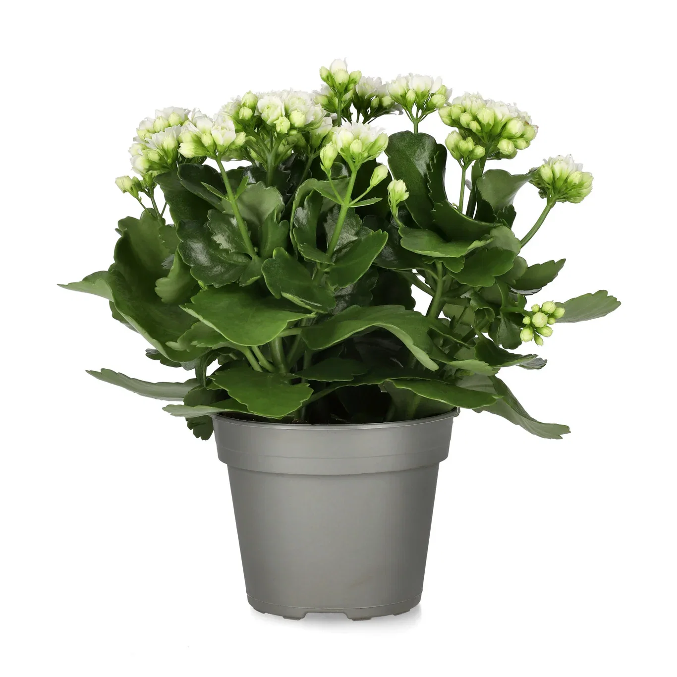 Kalanchoe maxi white 14cm Ildtopp Høyde 30 cm