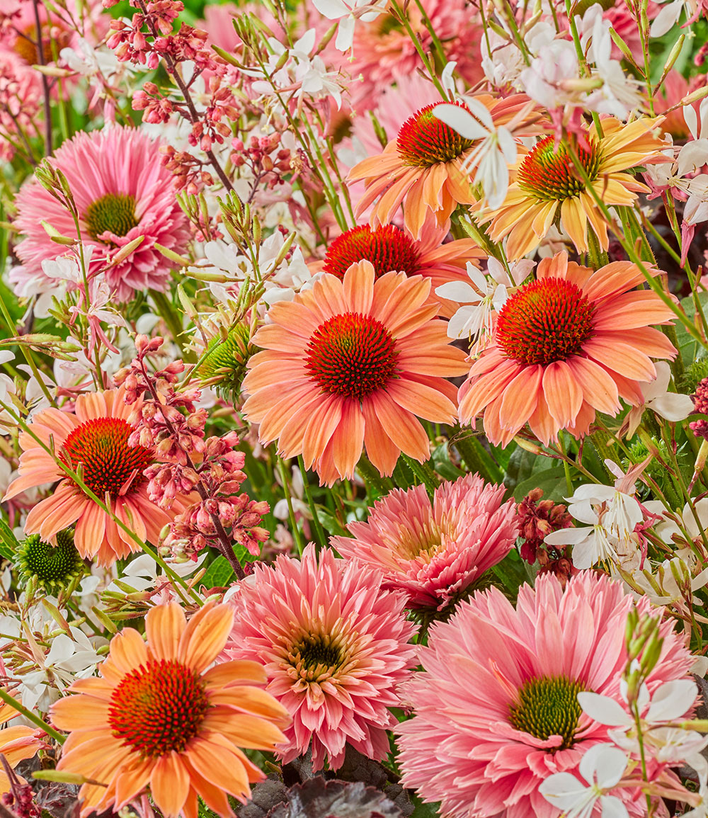 Echinacea-Heuchera-Mix