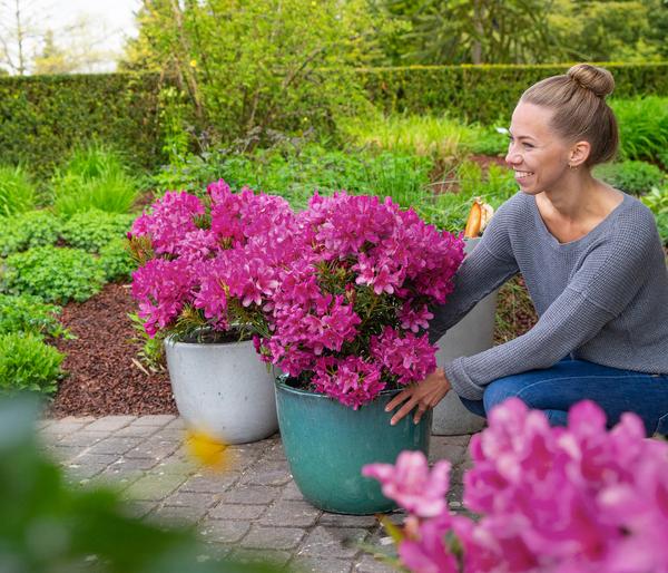 Rhododendron Grazeasy® Dark Pink