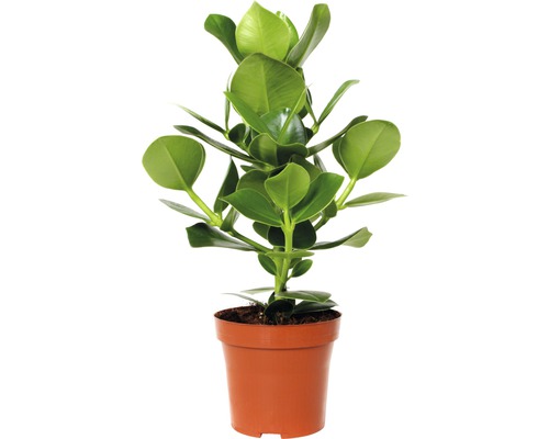 Balsemappel FloraSelf Clusia rosea 'Princess' H 25-35 cm Ø 12 cm pot