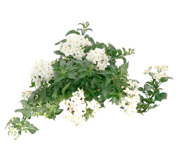 Jasminblütiger Nachtschatten