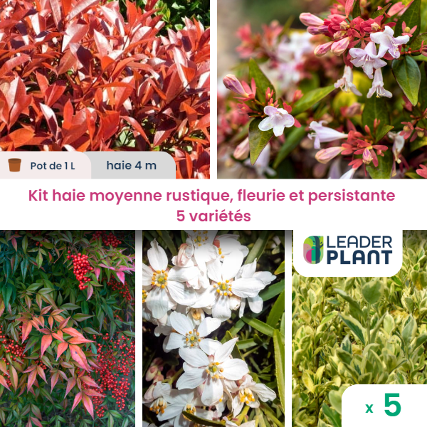 Kit haie moyenne rustique, fleurie et persistante– lot de 5 plants en pot de 1 l