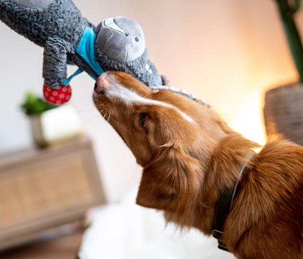 Nobby Hundespielzeug Plüschesel