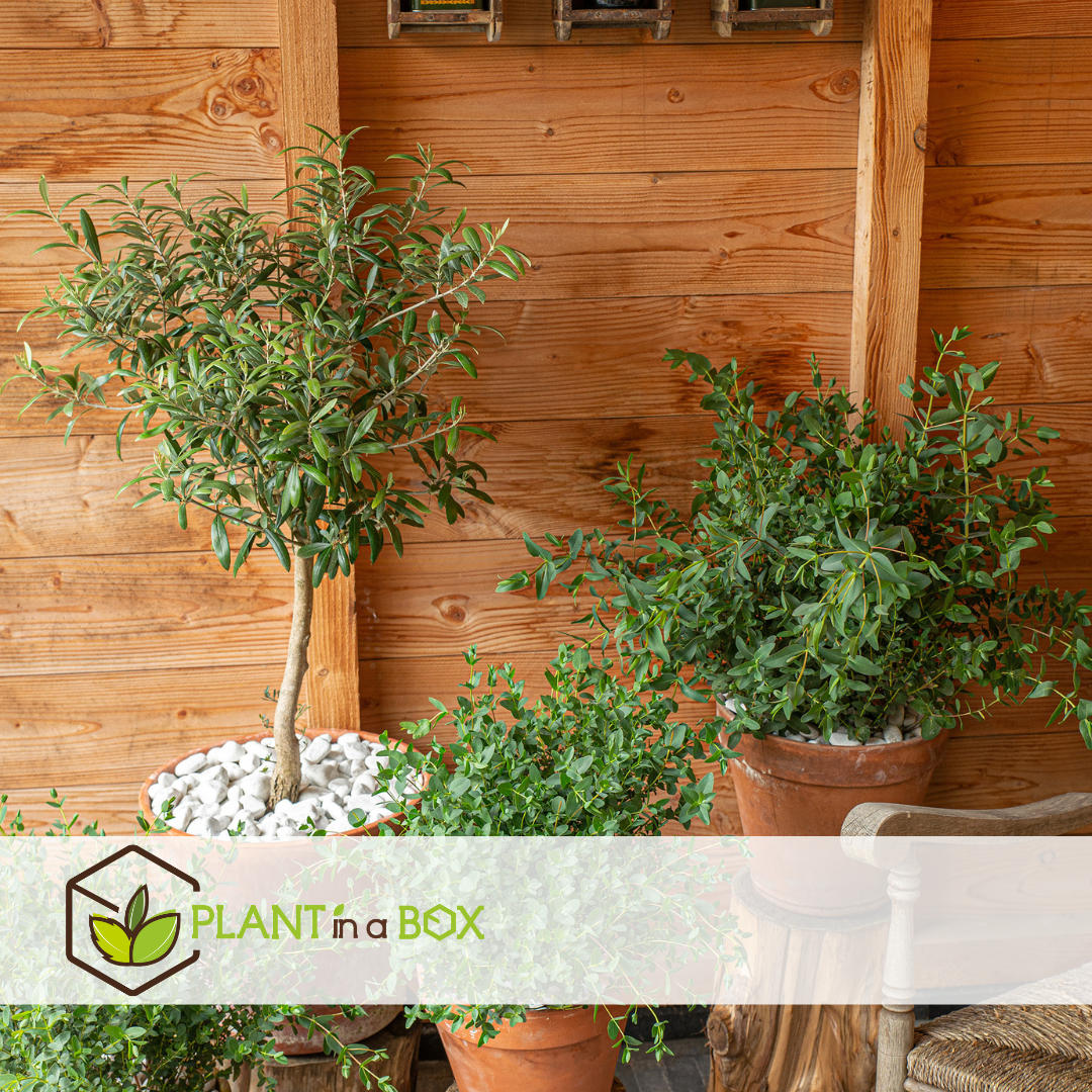 Eucalyptus parvifolia 'oliva' - set de 2 - pot 15cm - hauteur 35-45cm