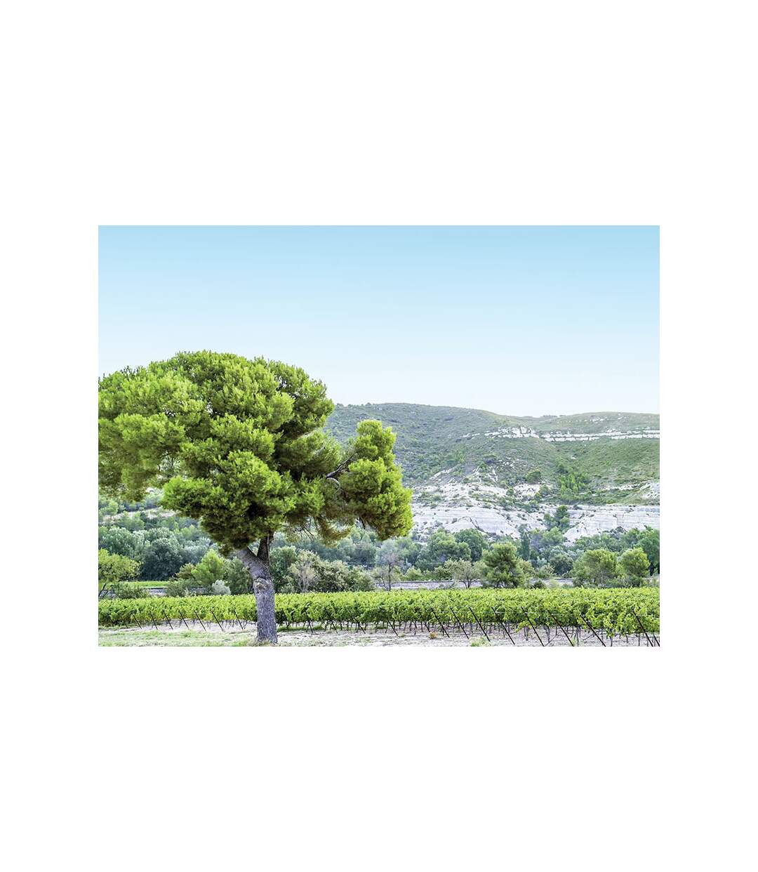 Coffret œnologique : 6 bouteilles de vin rosé à domicile - SMARTBOX - Coffret Cadeau Gastronomie