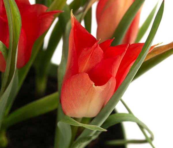 Tulpe 'Linifolia'