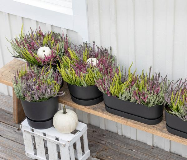 Knospenheide 'Quattro-Girls®'