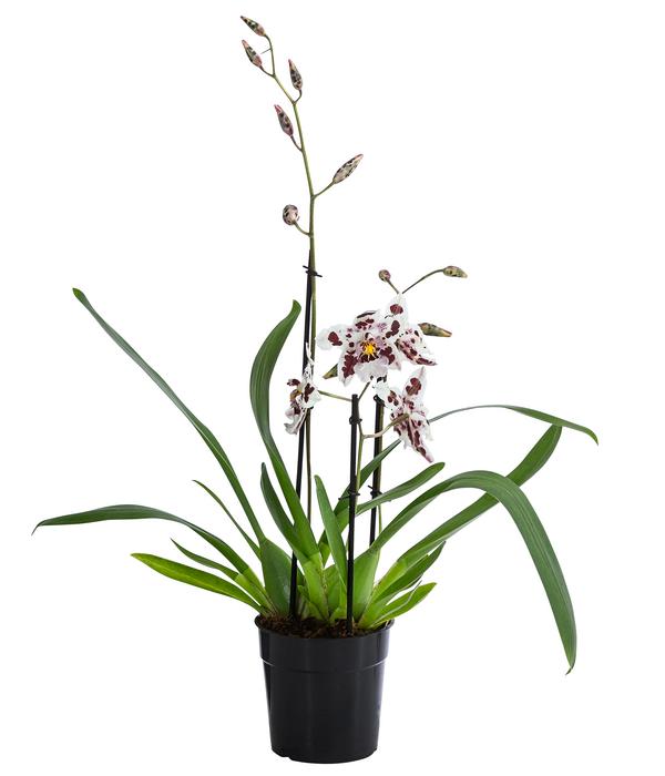 Odontonia-Orchidee - Odontonia hybriden