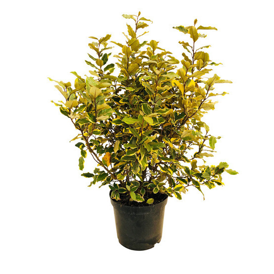 Elaeagnus x ebbingei 'Viveleg' : conteneur 10 litres