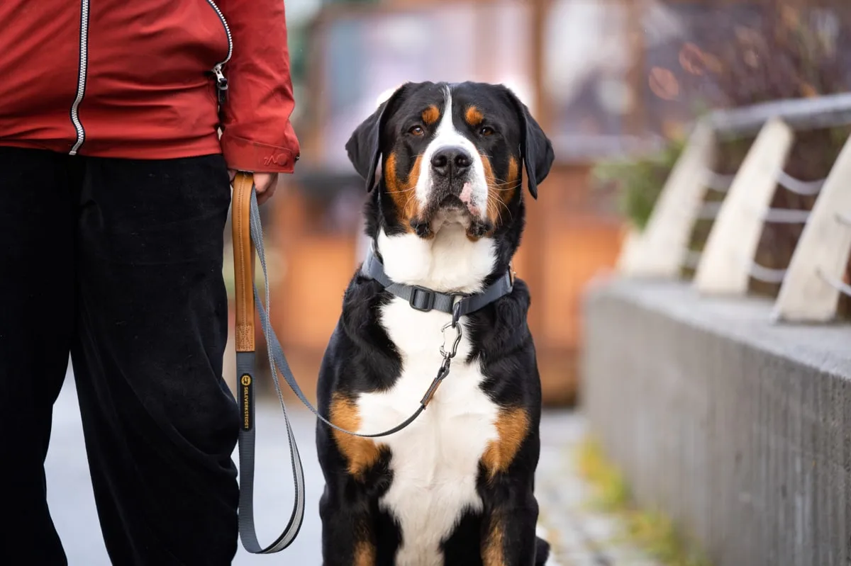 Seleverkstedet Seleverkstedet Link Dog lead 20mm Grå/brun