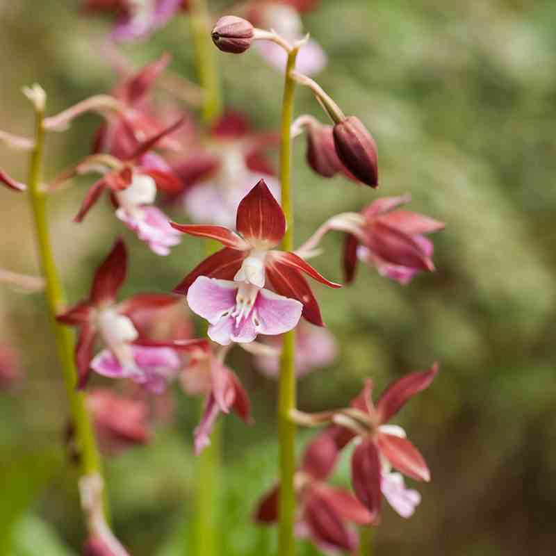 Calanthe kozu rose - taille pot de 1 litre - 0/60 cm