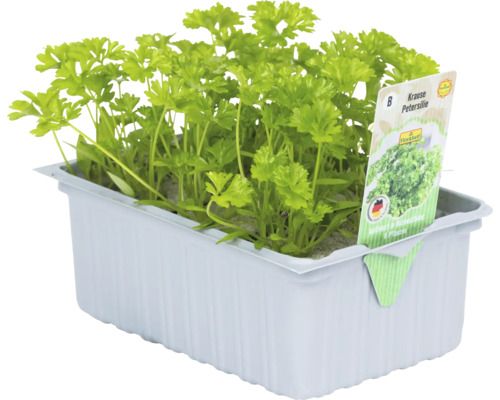 Krulpeterselie 'Afrodite' FloraSelf 6-pack