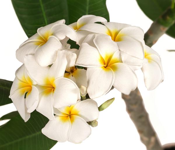 Frangipani - Plumeria cultivars, verschiedene