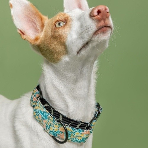 Coleira para cães Baona em nylon reciclado multicolorido.