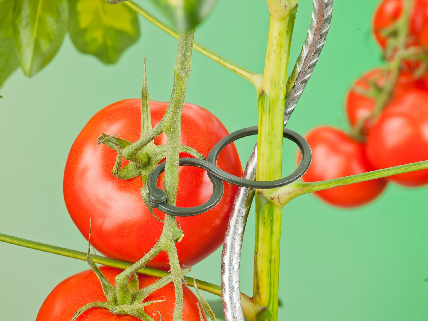 Nature tomatenringen D65mm 25 stuks