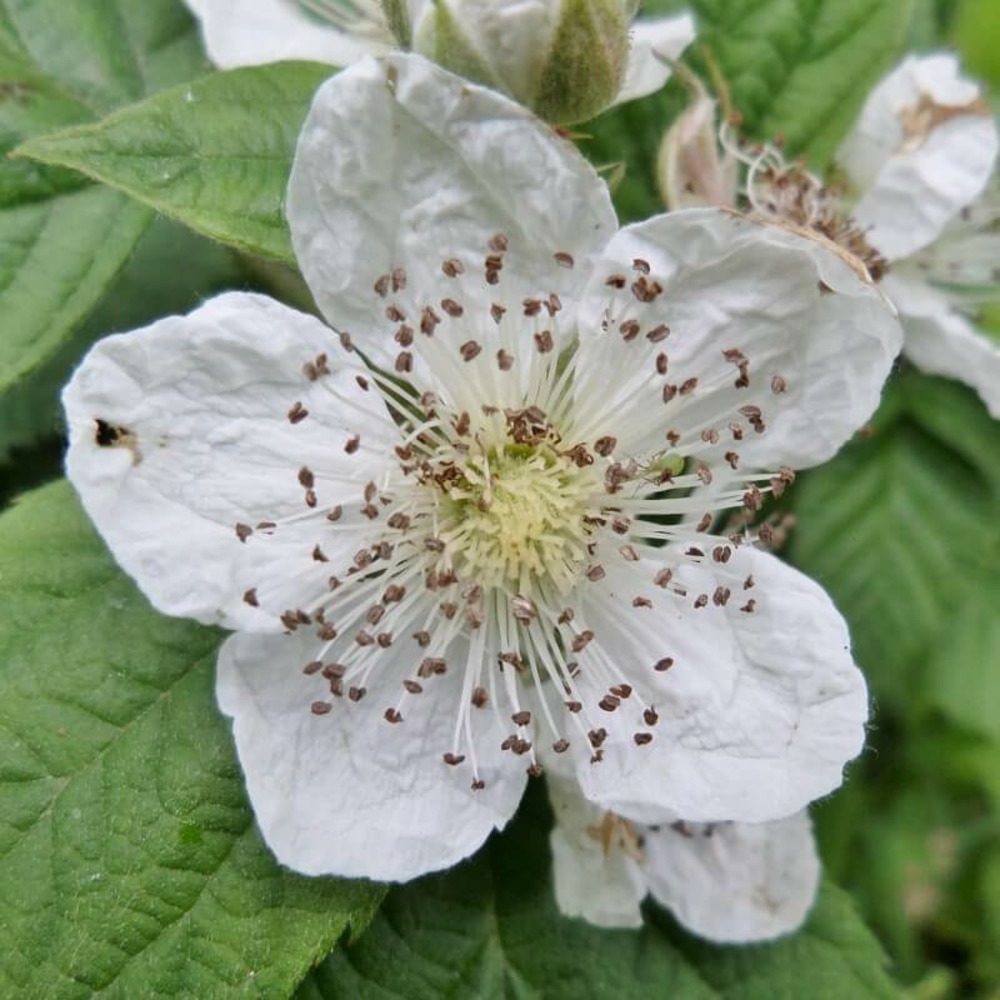 Ronce commune ou ronce des bois (rubus fruticosus) - godet - taille 13/25cm