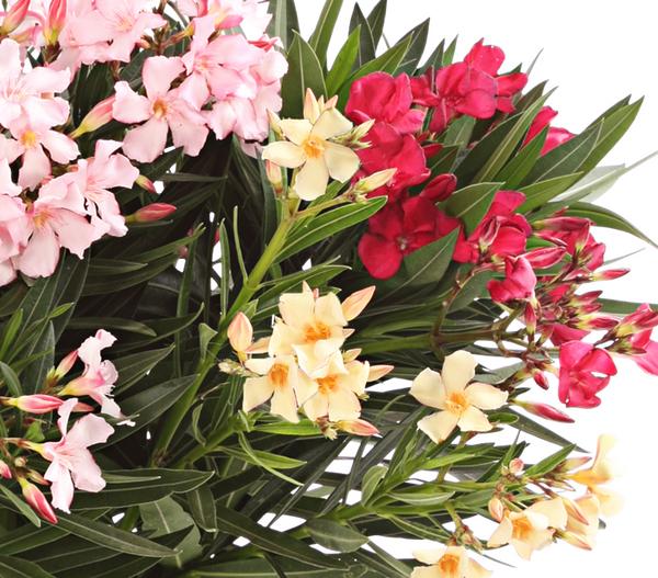 Oleander-Trio