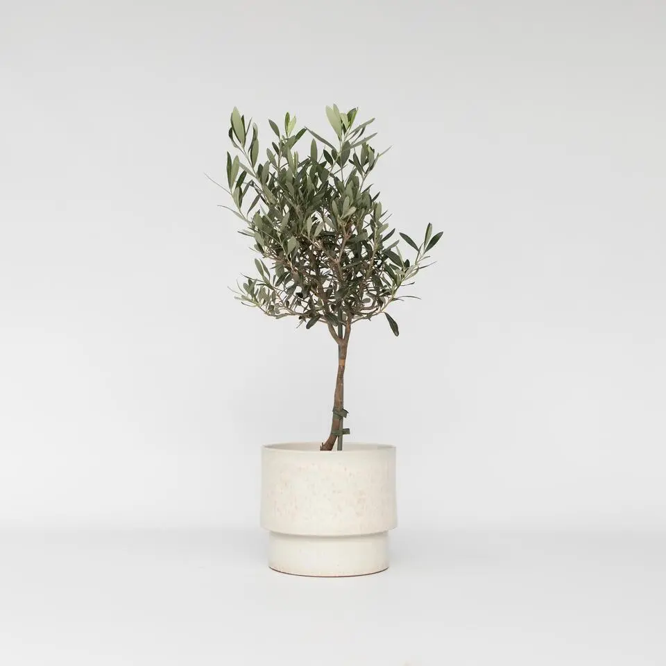 Olijfboom - Olea europaea - Hoogte 60-70cm - ⌀17cm