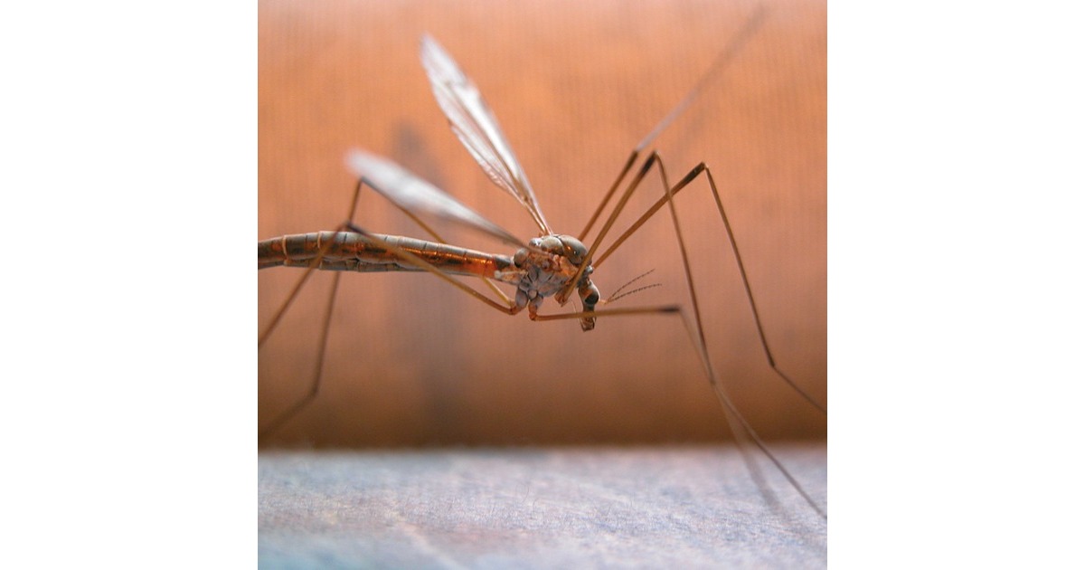 HGHGX tegen muggen en vliegen insecticide  (400ml)