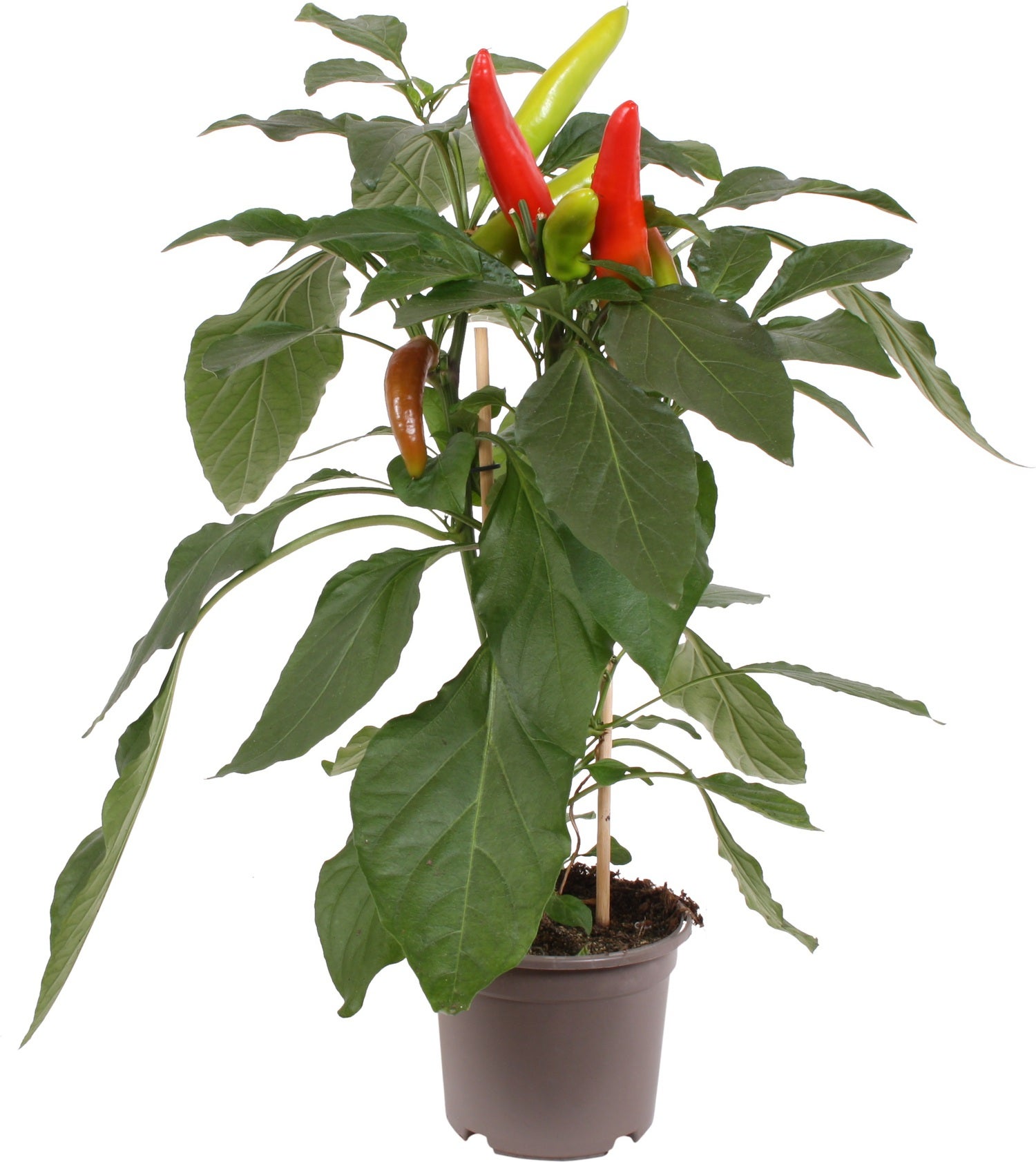 Pick-&-Joy Plukpeper mild (Capsicuum Anuum) D 14 H 40 cm