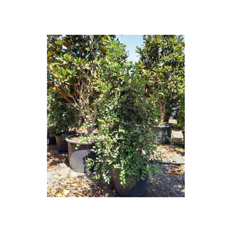 Ceratonia siliqua (caroubier) adulte substitut au chocolat vert - taille pot 350l- 200/250cm - peri 50/60