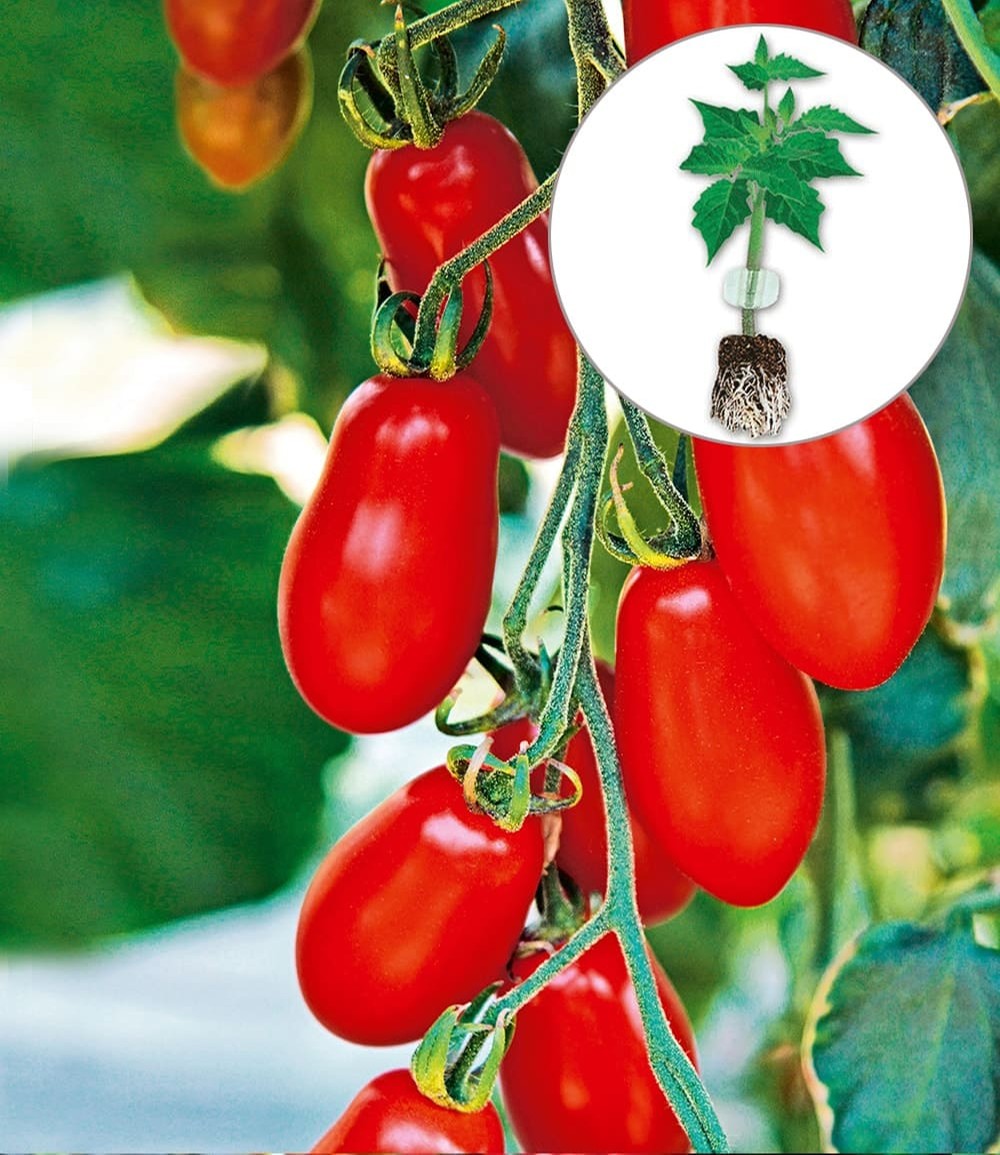 Veredelte Pflaumen-Tomate 'Trilly' F1